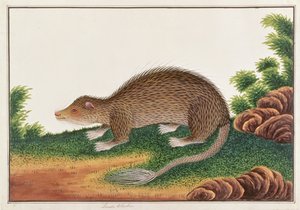マラッカの動物、昆虫、爬虫類の絵からのブラシテールヤマアラシ、c.1805-18（紙にトイレ＆ガッシュ） 作： Chinese School